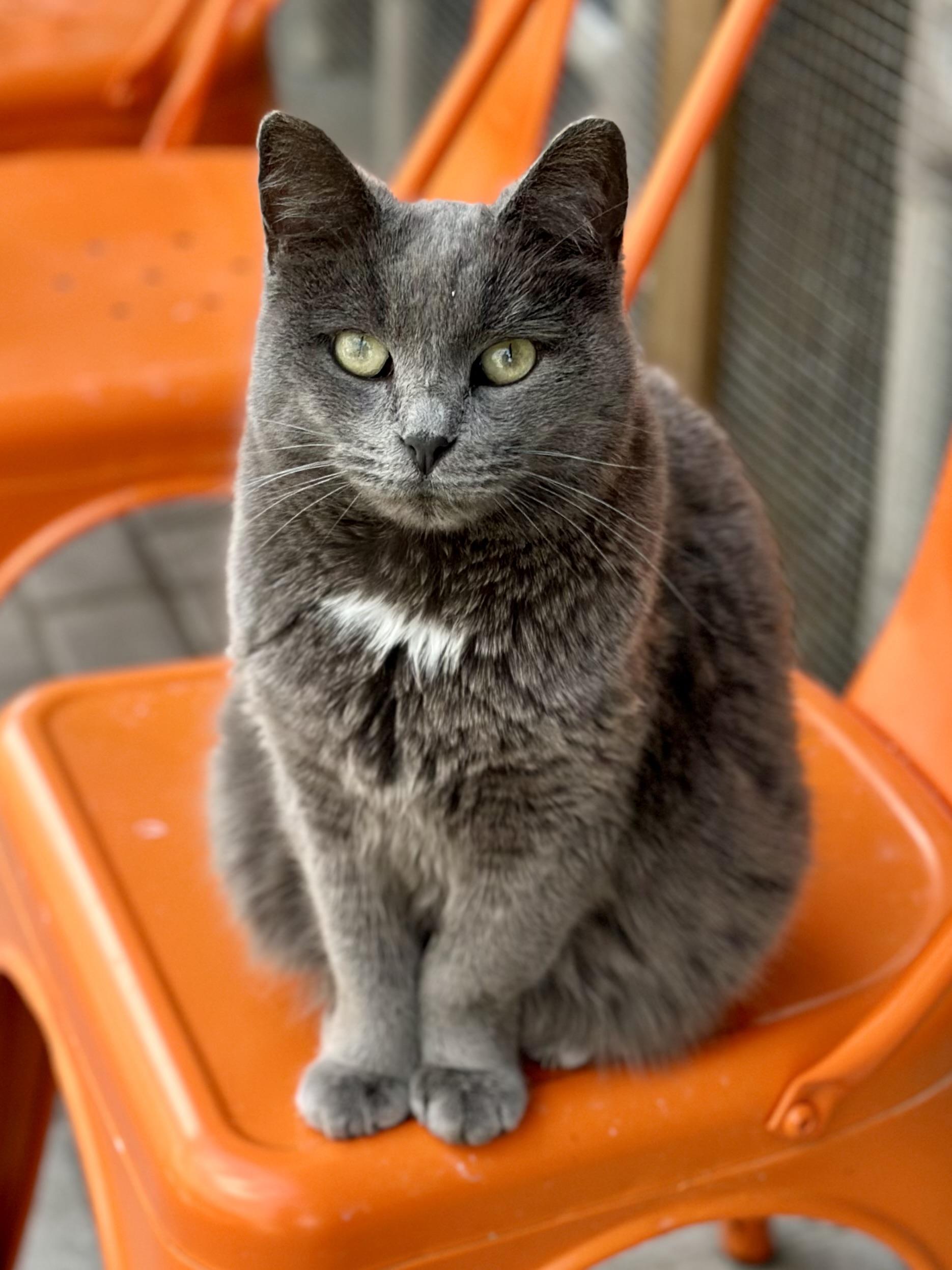 Flash, adopted, Adult Female Domestic Short Hair.