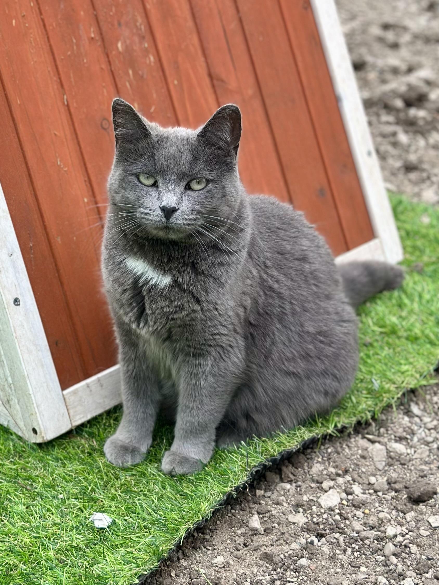 Enlarge Flash, a ADOPTABLE Domestic Short Hair in Faribault, MN image 4/6