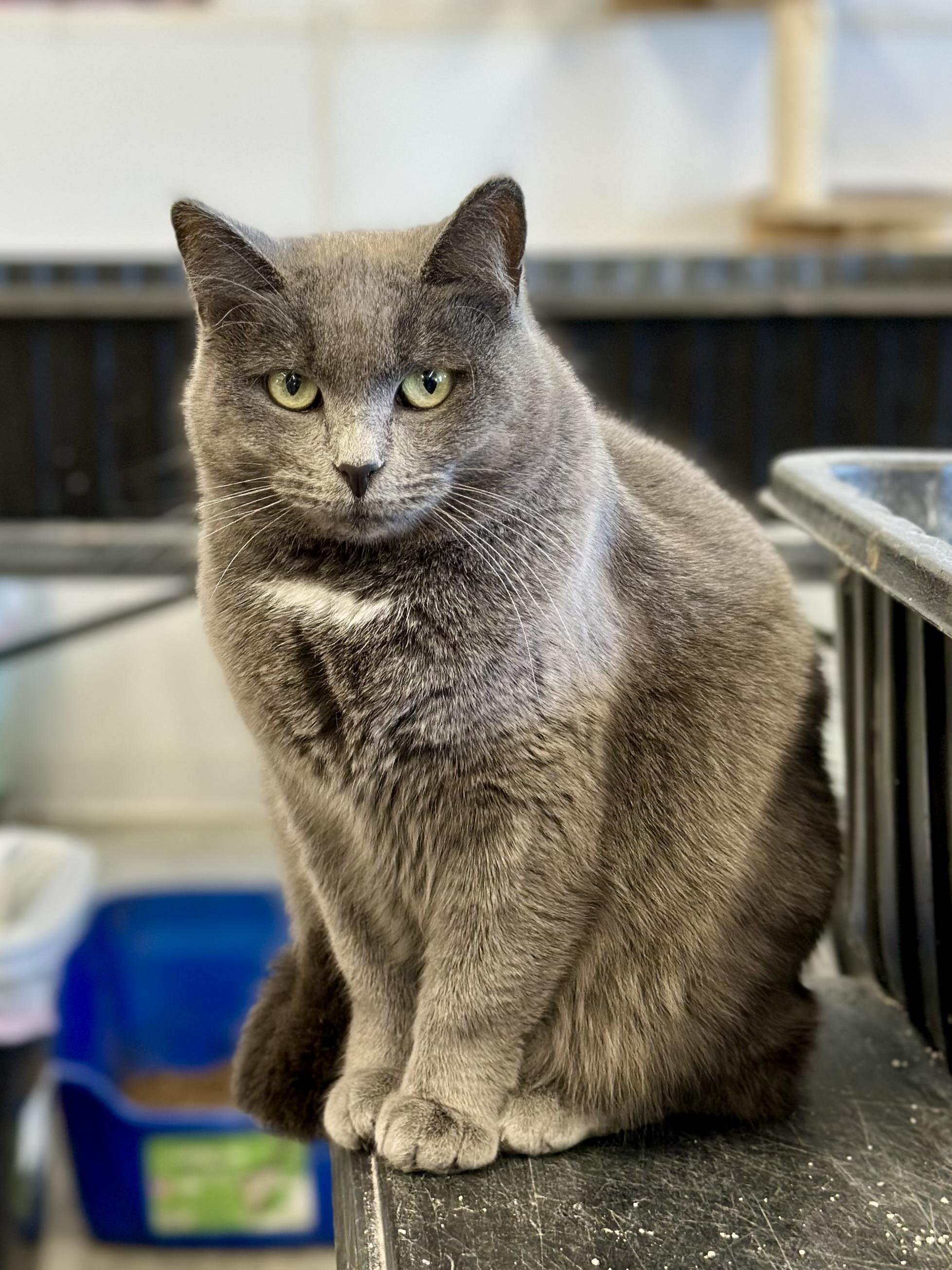 Enlarge Flash, a ADOPTABLE Domestic Short Hair in Faribault, MN image 3/6