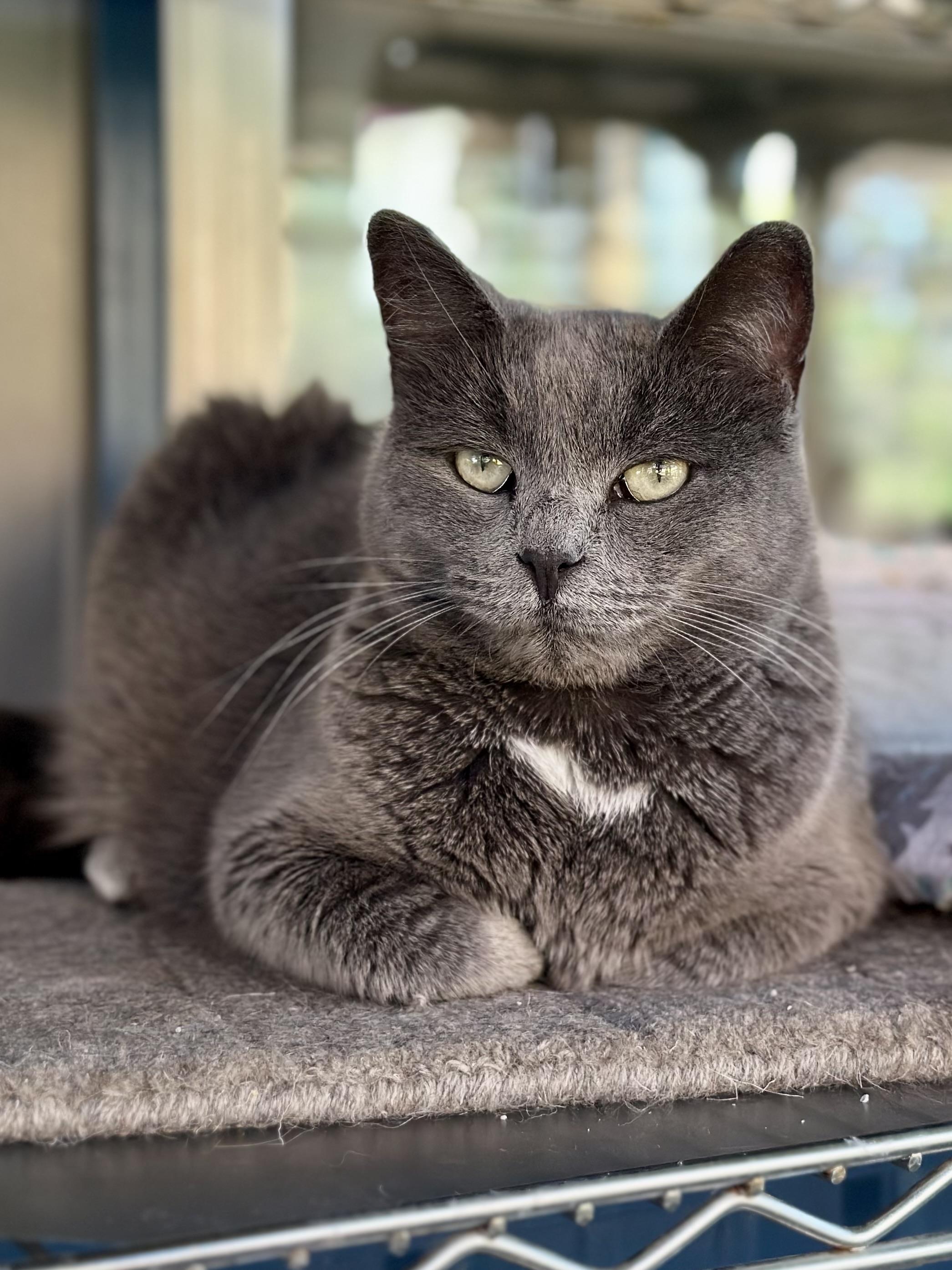 Enlarge Flash, a ADOPTABLE Domestic Short Hair in Faribault, MN image 6/6