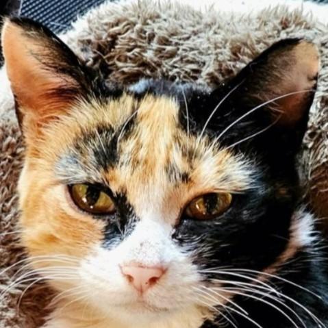 Enlarge Lilly, a Adopted mixed breed in Buhl, ID image 1/2