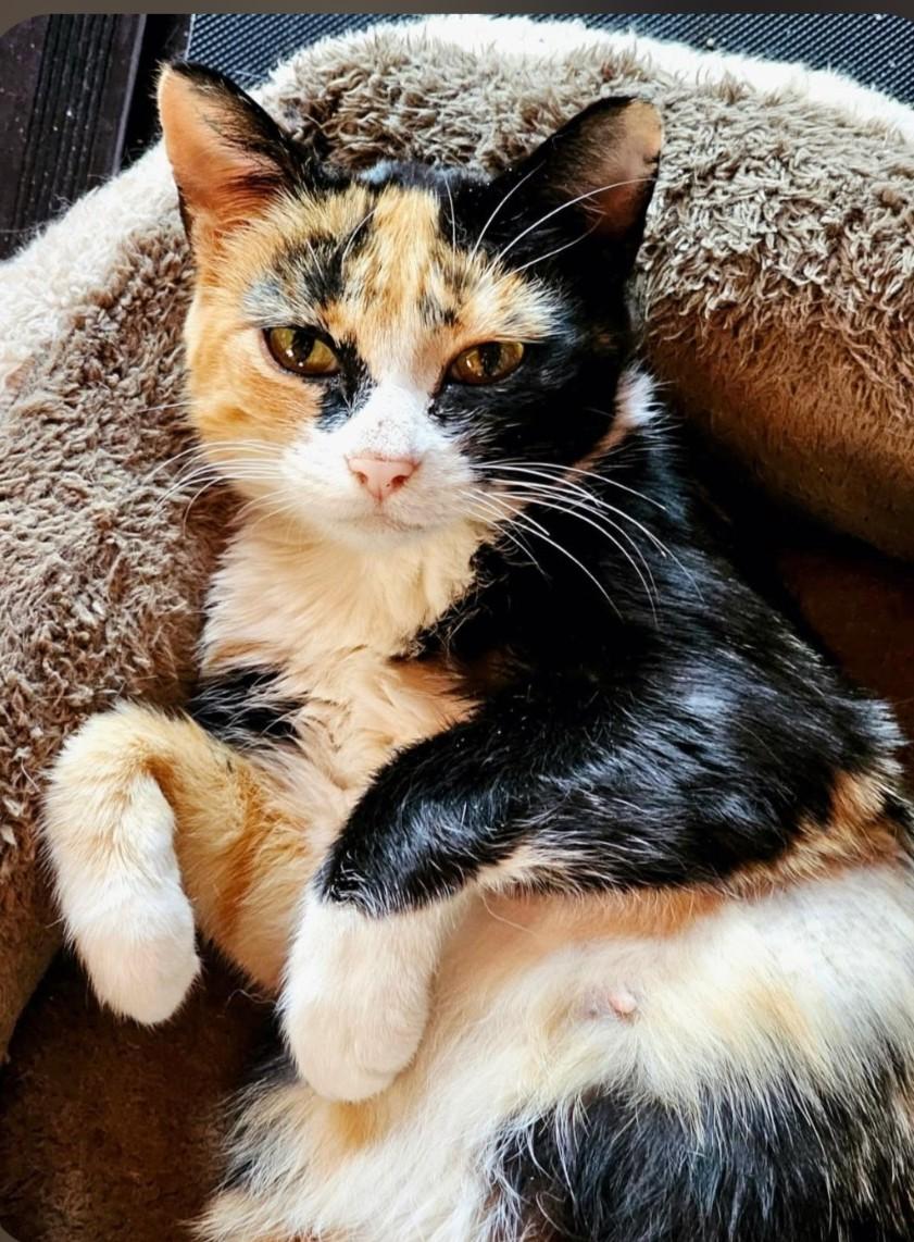 Enlarge Lilly, a Adopted mixed breed in Buhl, ID image 2/2