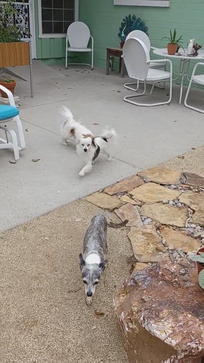 Enlarge Rocky, a Adopted mixed breed in Vista, CA video 1/4