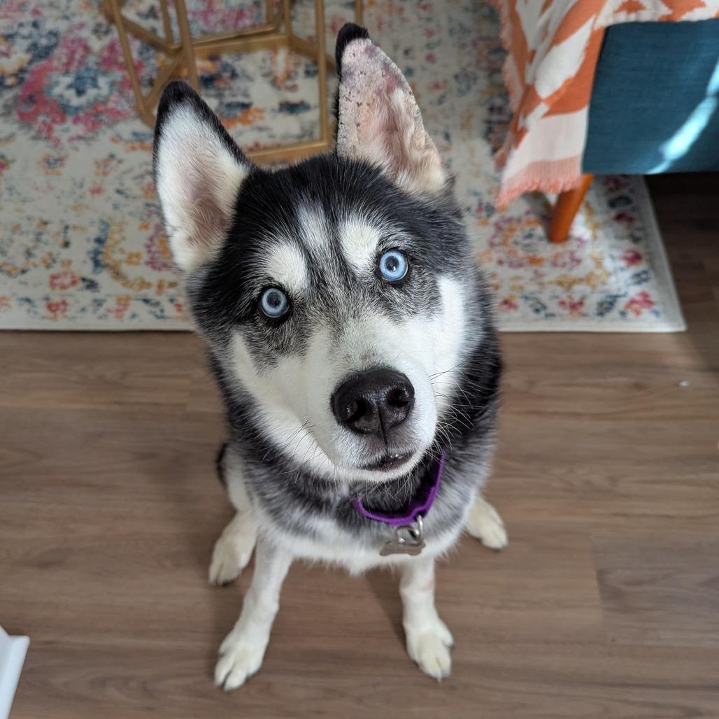 Lucas, Adoptable, Senior Male Mixed Breed.