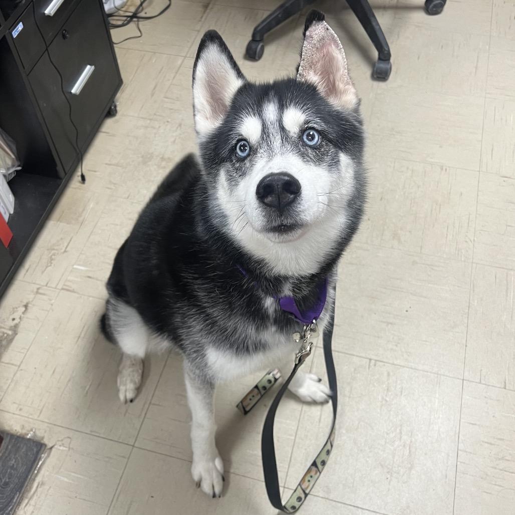 Enlarge Lucas, a Adoptable Mixed Breed in Mentor, OH image 2/6