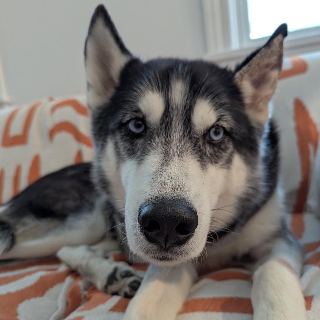 Enlarge Lucas, a Adoptable Mixed Breed in Mentor, OH image 3/6