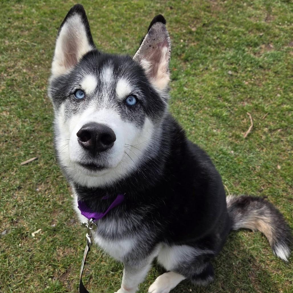 Enlarge Lucas, a Adoptable Mixed Breed in Mentor, OH image 4/6