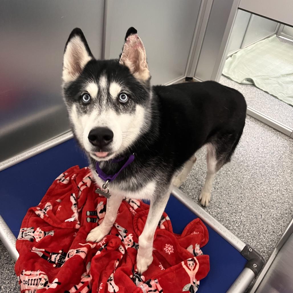 Enlarge Lucas, a Adoptable Mixed Breed in Mentor, OH image 5/6