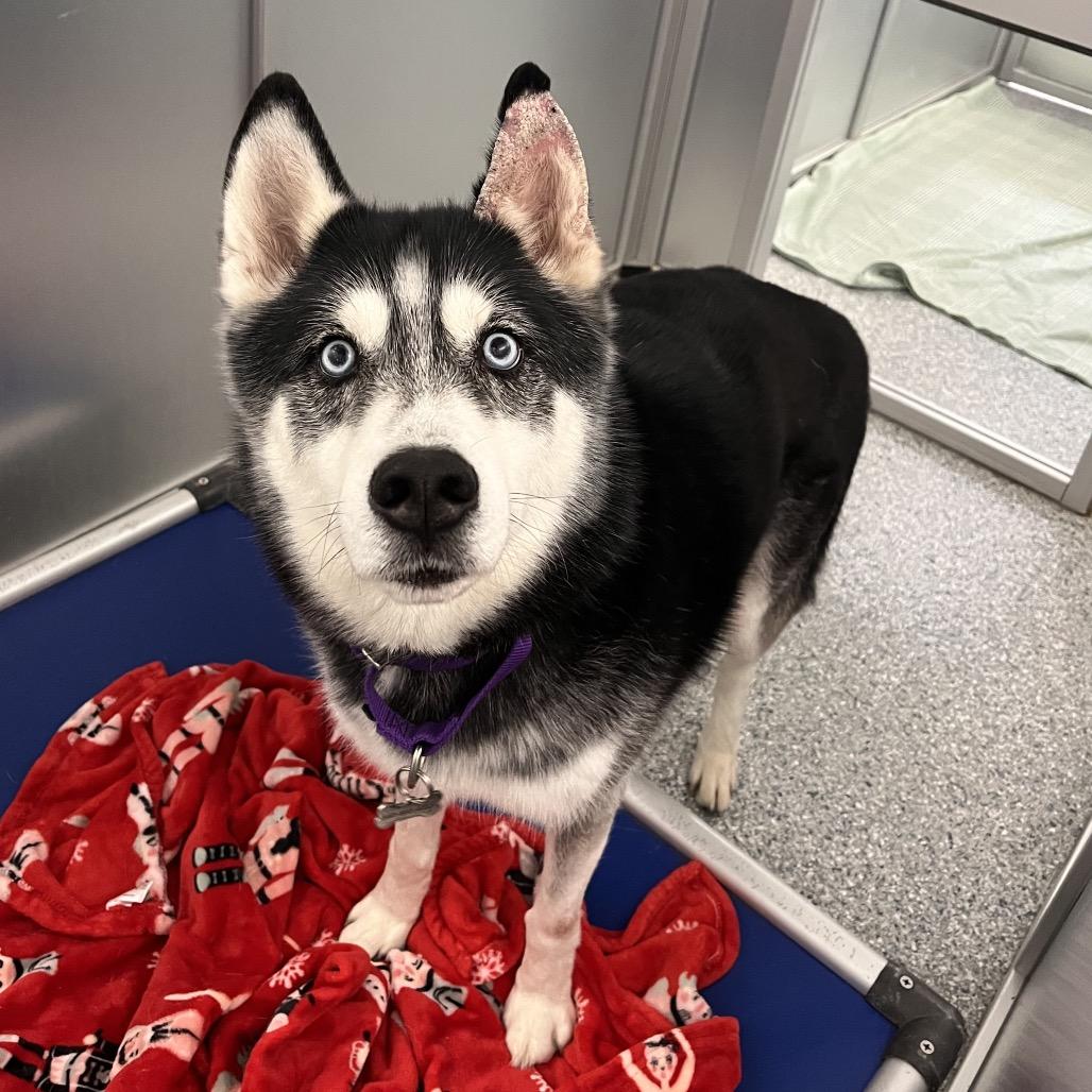 Enlarge Lucas, a Adoptable Mixed Breed in Mentor, OH image 6/6