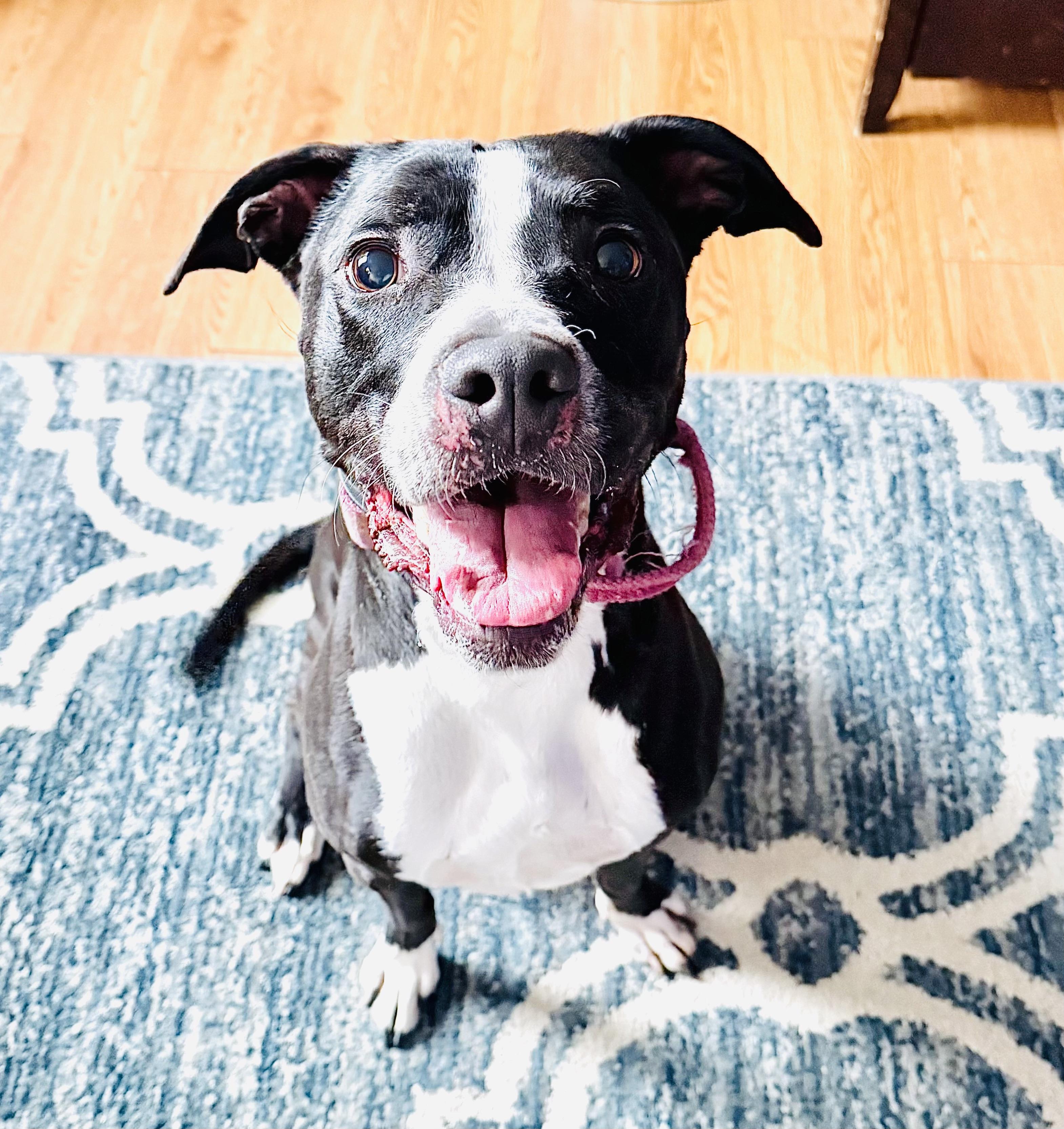 Enlarge Rosie, a ADOPTABLE Mixed Breed in Hockessin, DE image 1/1