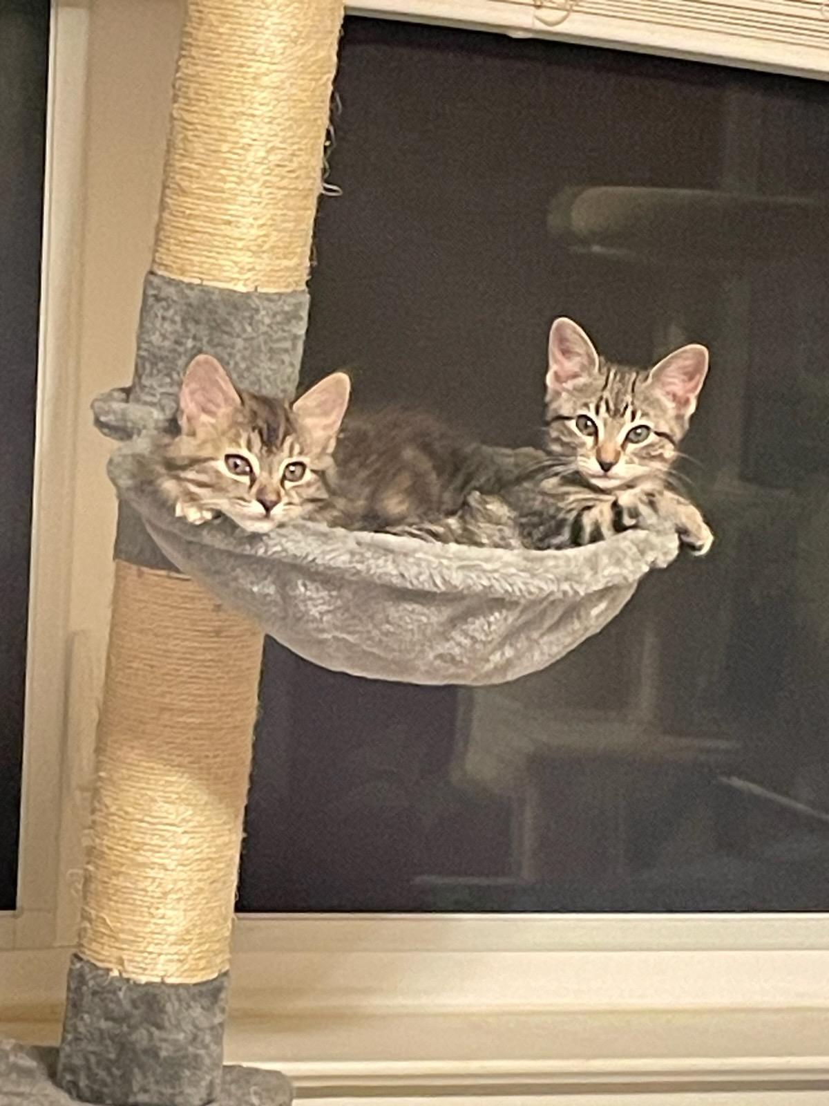 Ashley, a ADOPTABLE Domestic Short Hair in Grand Prairie, TX image 3/3