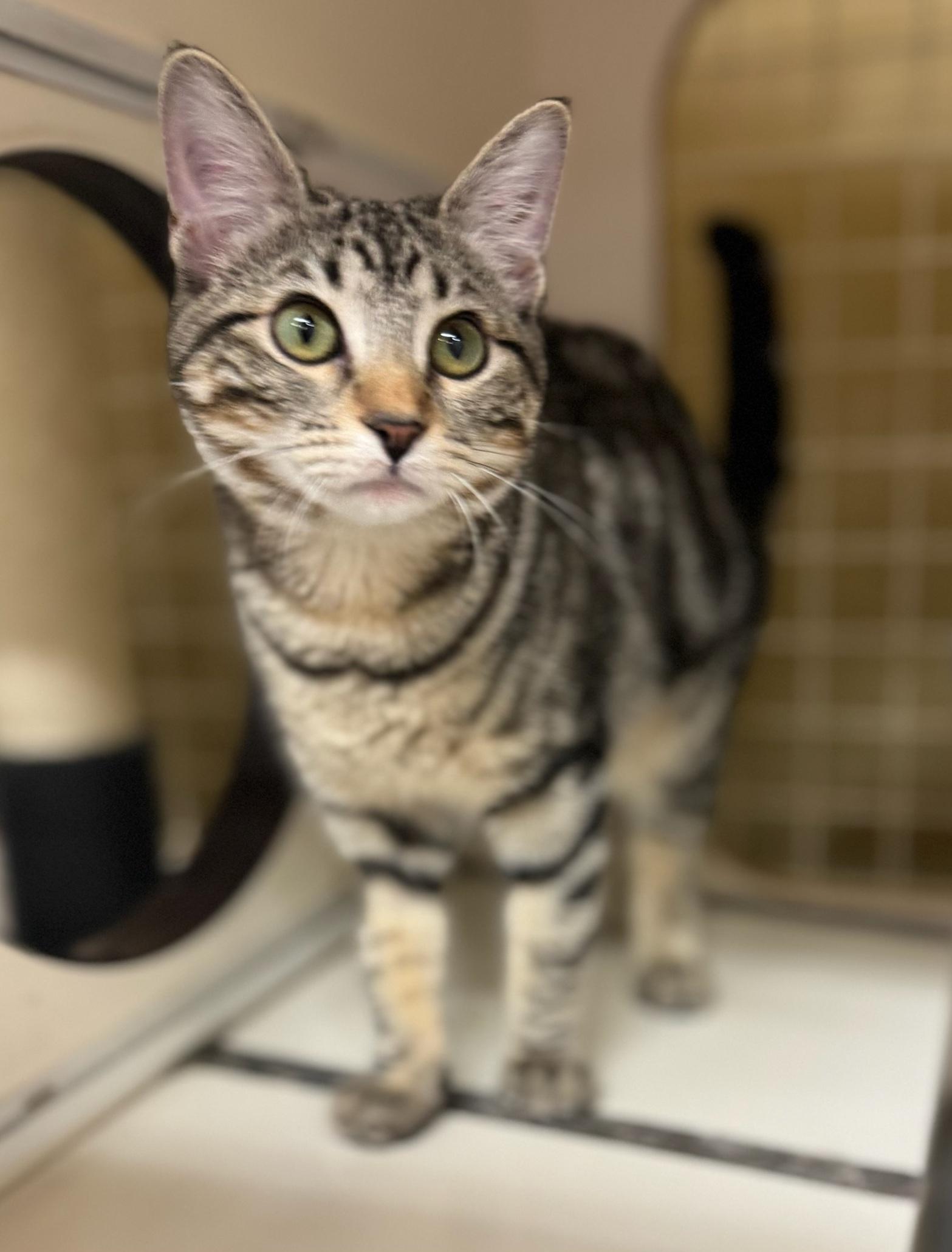Ashley, ADOPTABLE, Young Female Domestic Short Hair.