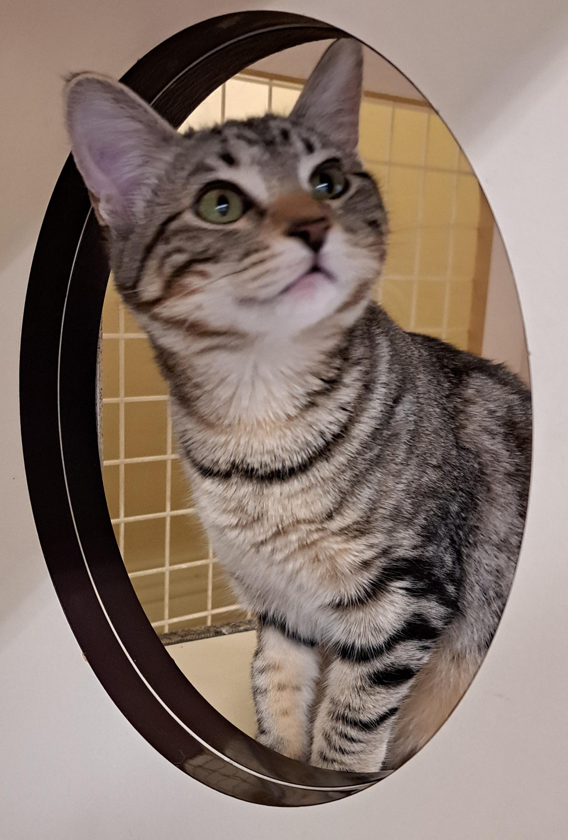 Ashley, a ADOPTABLE Domestic Short Hair in Grand Prairie, TX image 2/3