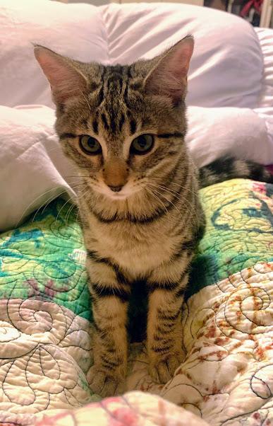 Ashley, ADOPTABLE, Young Female Domestic Short Hair.