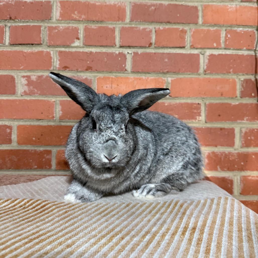 Jasper, Adoptable, Adult Female American.