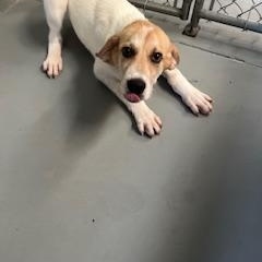 HERCULES, Young Male Labrador Retriever