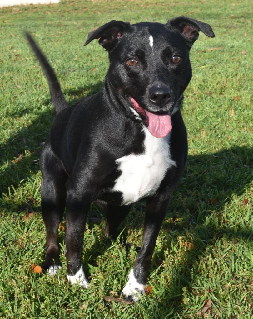 Enlarge Smudge, a Adoptable mixed breed in Kingsland, GA image 1/2