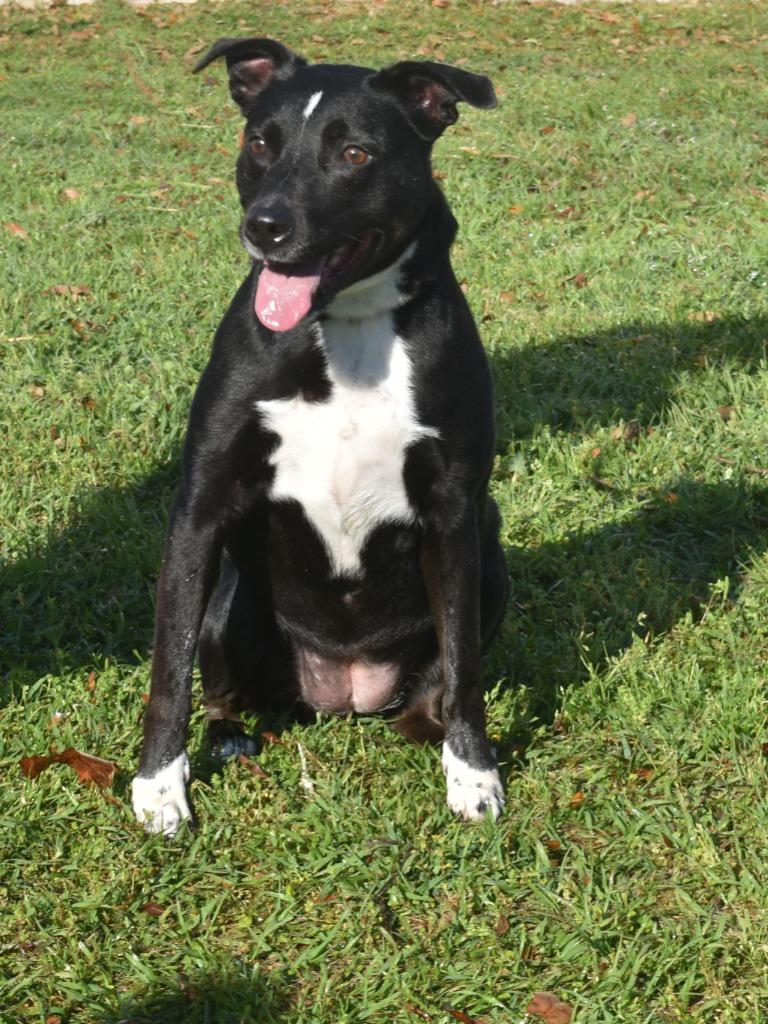 Enlarge Smudge, a Adoptable mixed breed in Kingsland, GA image 2/2