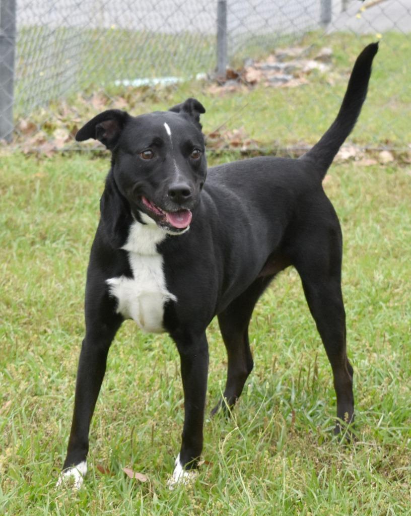 Enlarge Smudge, a Adoptable mixed breed in Kingsland, GA image 4/4