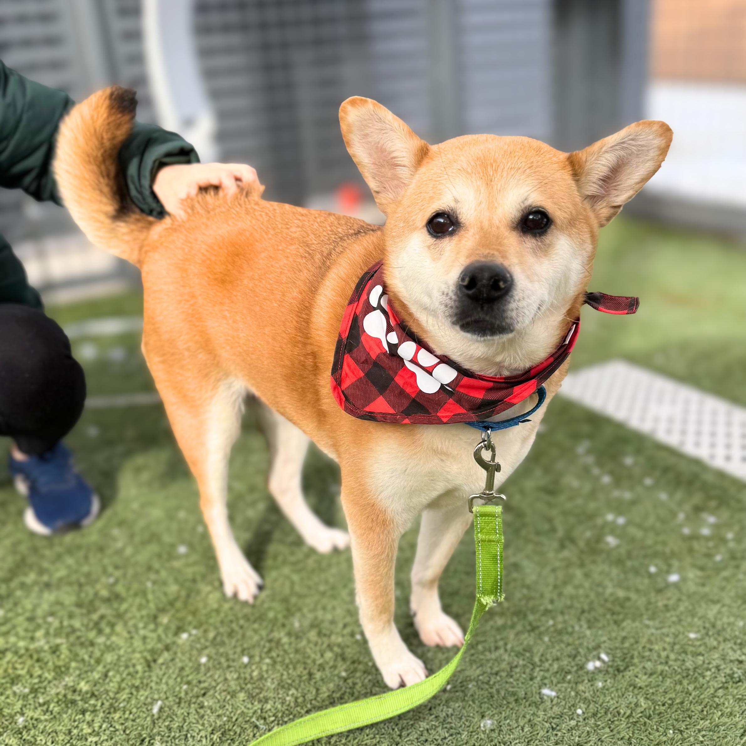 Proper, ADOPTABLE, Adult Female Shiba Inu.