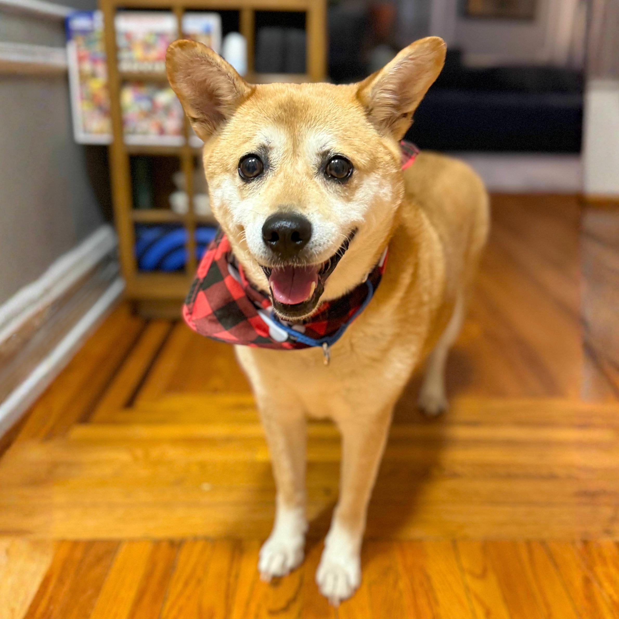 Enlarge Proper, a ADOPTABLE mixed breed in New York, NY image 2/6