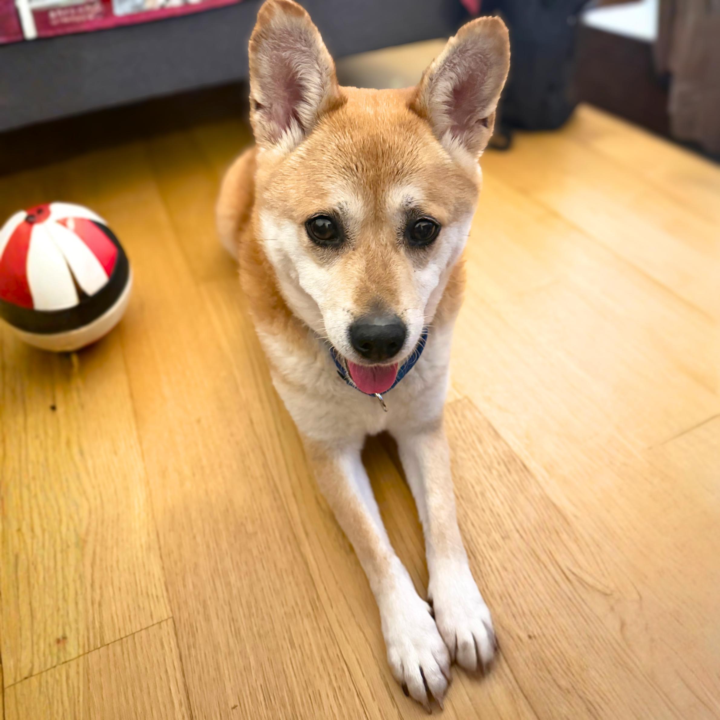 Enlarge Proper, a ADOPTABLE mixed breed in New York, NY image 3/6