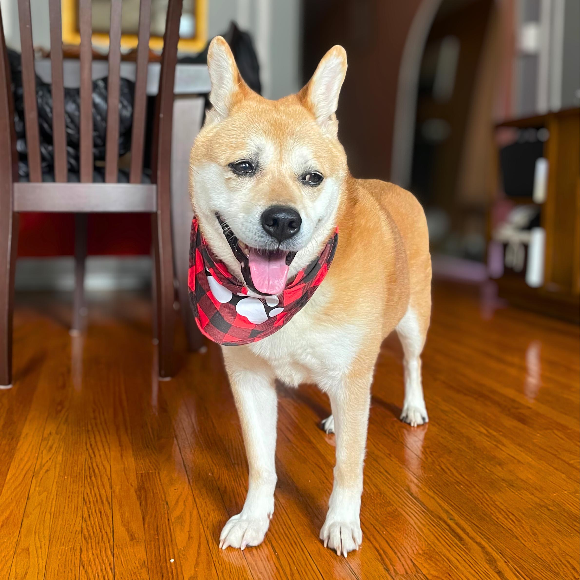 Enlarge Proper, a ADOPTABLE mixed breed in New York, NY image 4/6