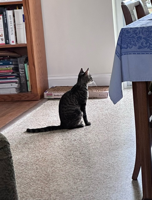 Enlarge Lucy, a Adoptable Domestic Short Hair in Miami, FL image 1/5