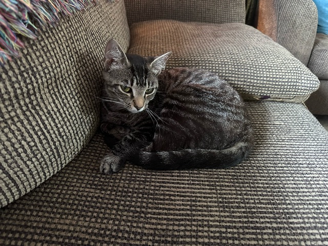 Enlarge Lucy, a Adoptable Domestic Short Hair in Miami, FL image 2/5