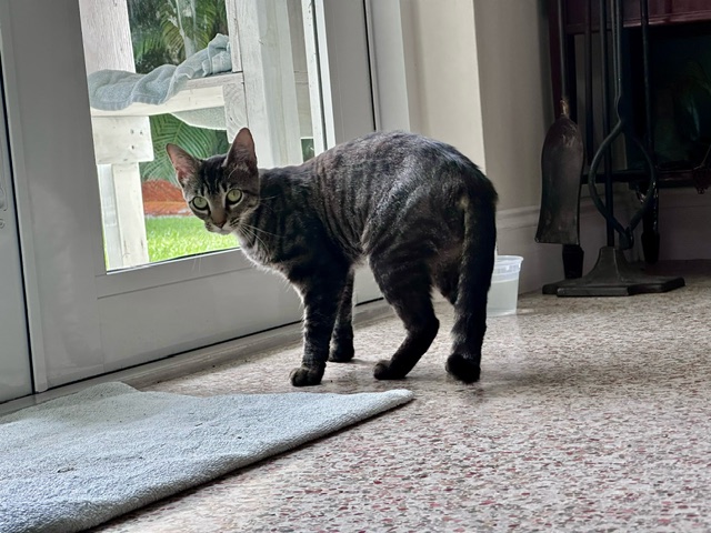 Enlarge Lucy, a Adoptable Domestic Short Hair in Miami, FL image 3/5