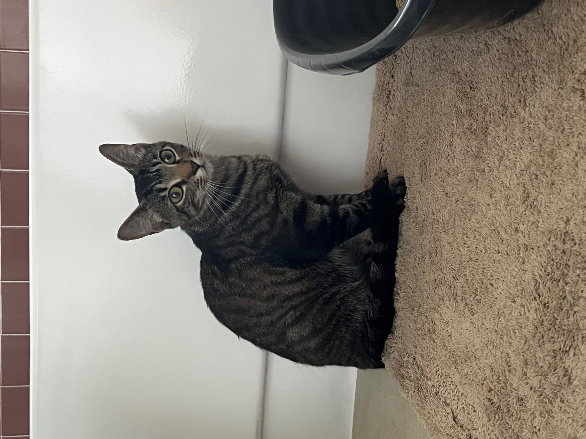 Enlarge Lucy, a Adoptable Domestic Short Hair in Miami, FL image 5/5