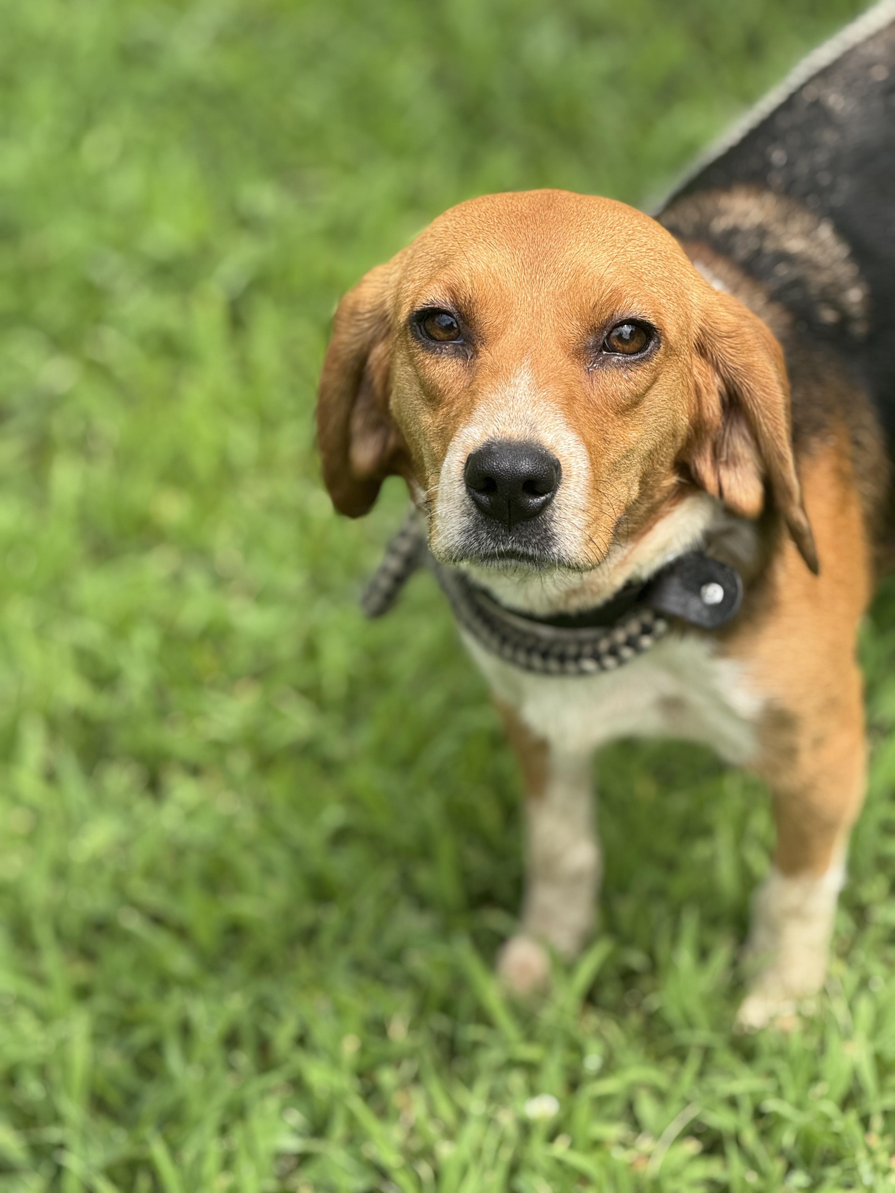 Gertrude