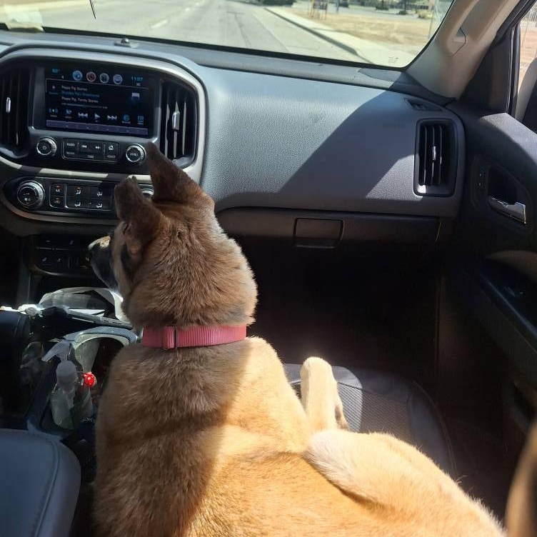 Cherokee, a Adoptable mixed breed in La Honda, CA image 5/6