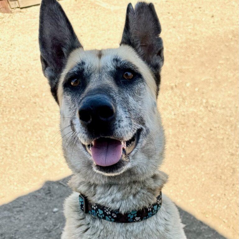 Cherokee, a Adoptable mixed breed in La Honda, CA image 2/6
