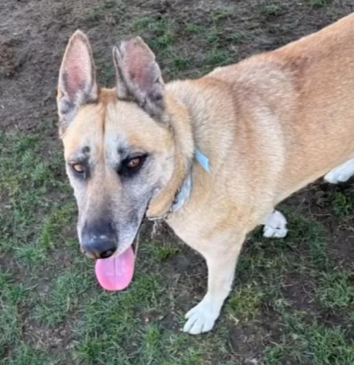 Cherokee, a Adoptable mixed breed in La Honda, CA image 6/6