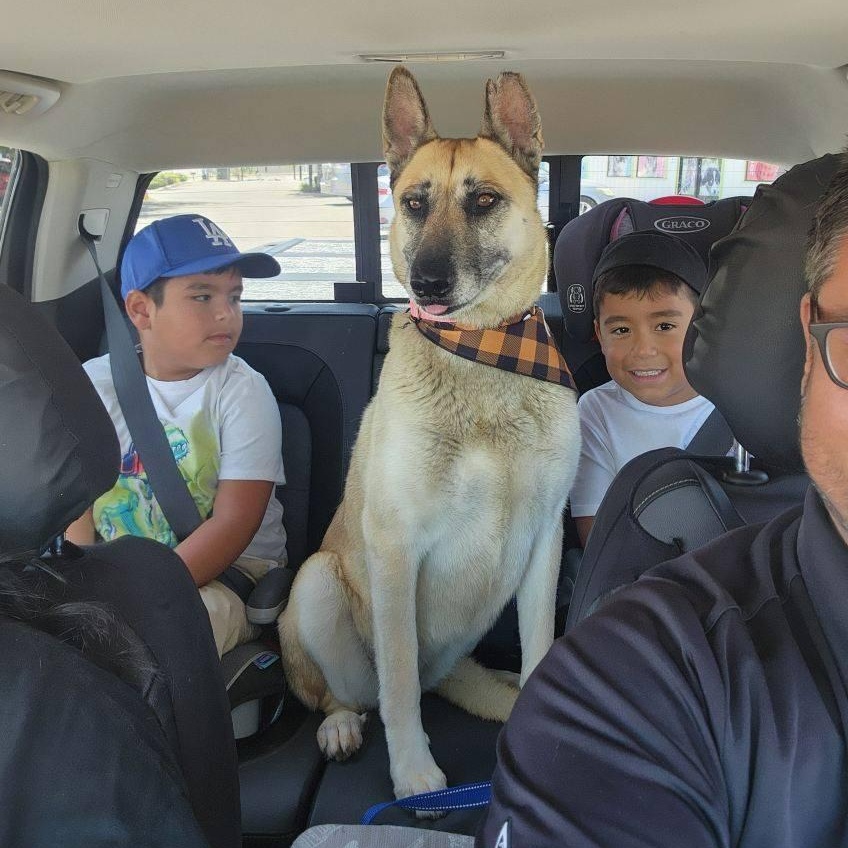 Cherokee, a Adoptable mixed breed in La Honda, CA image 3/6