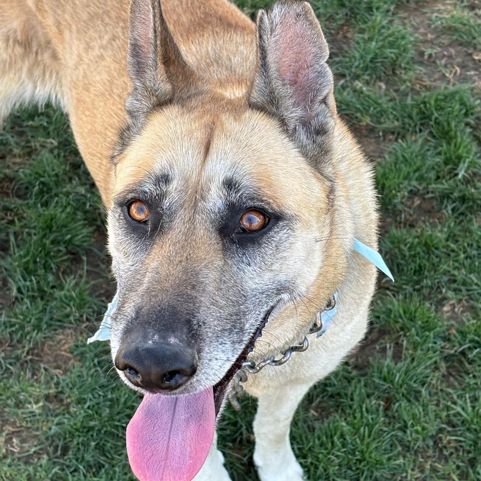 Cherokee, Adoptable, Adult Female Shepherd.