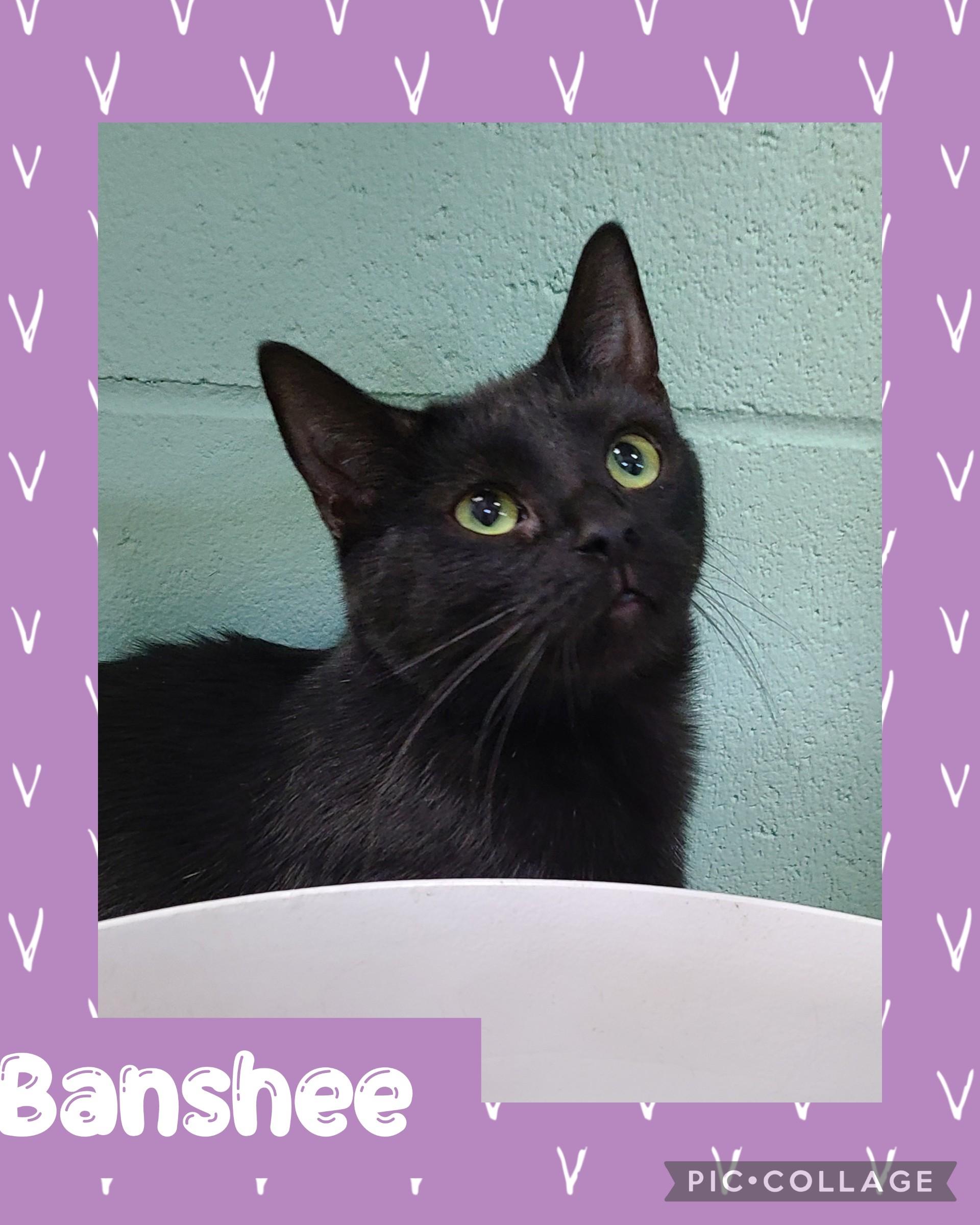Enlarge Banshee, a Adoptable Domestic Short Hair in Iron River, MI image 1/1