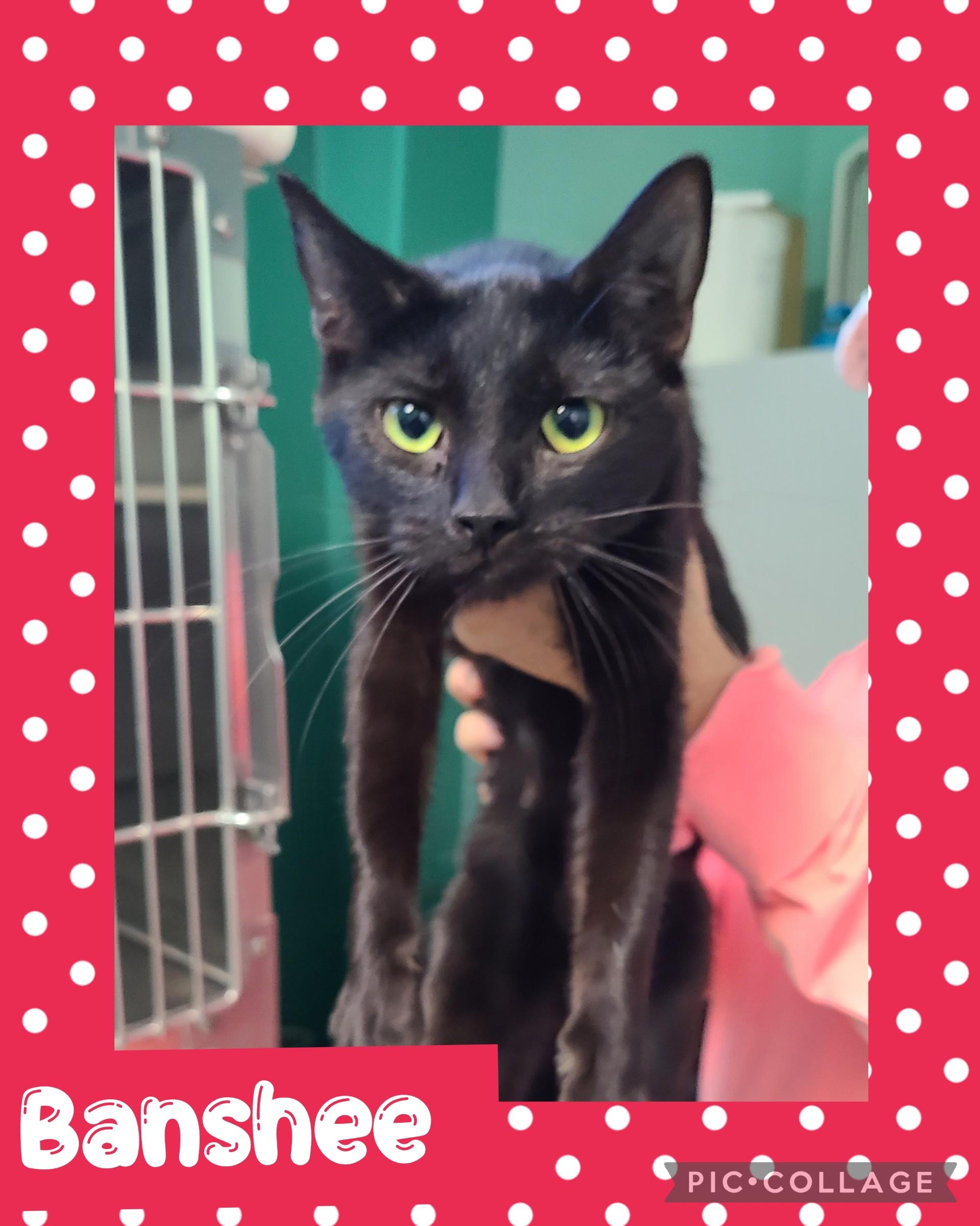 Banshee, an adoptable Domestic Short Hair in Iron River, MI, 49935 | Photo Image 1