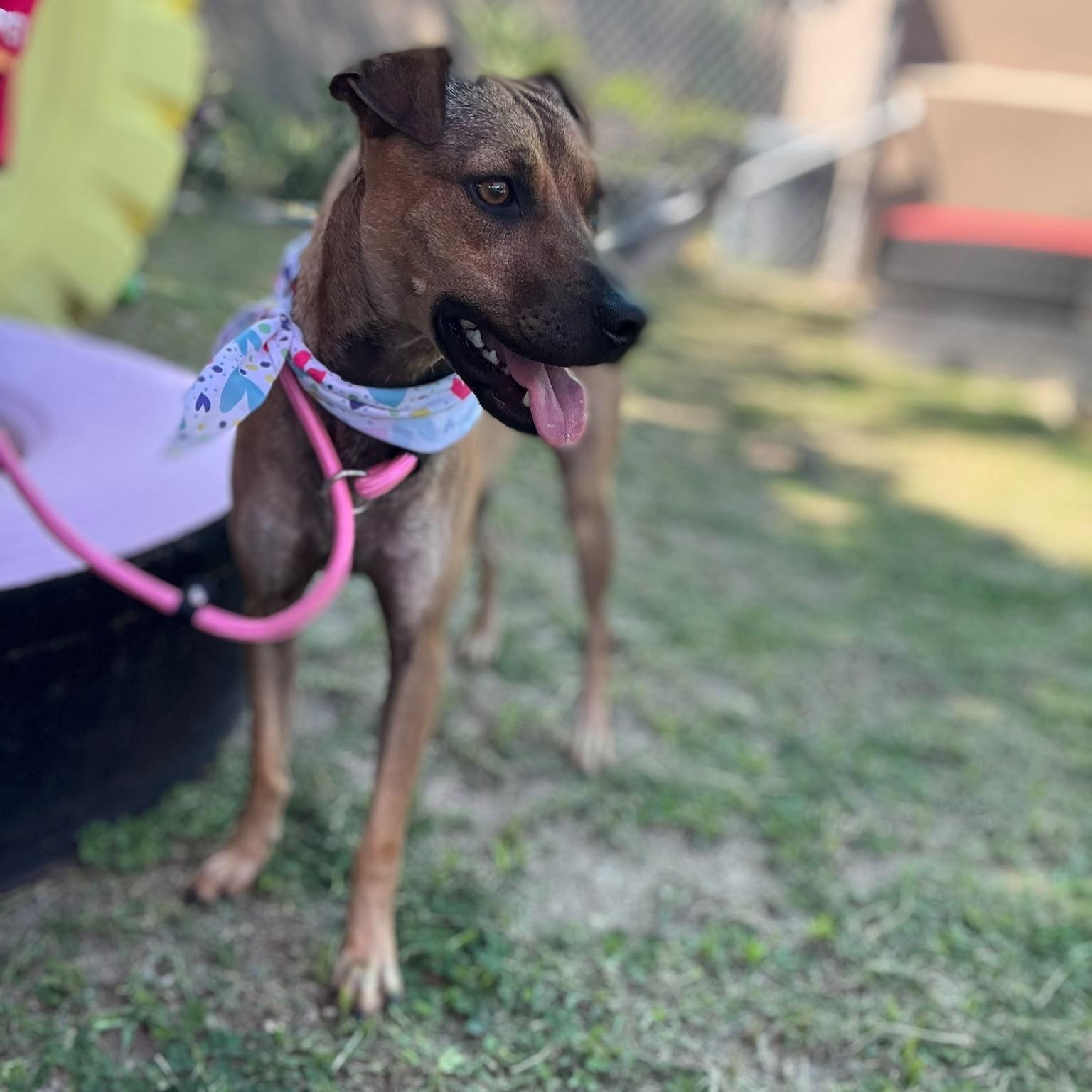 Enlarge Sissi, a Adoptable mixed breed in Jersey city , NJ image 6/6