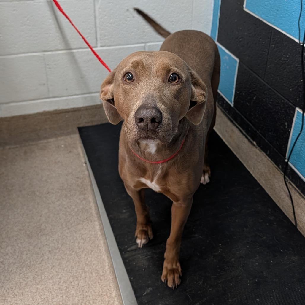 Enlarge Cinnamon, a Adoptable Mixed Breed in Ardmore, OK image 1/1