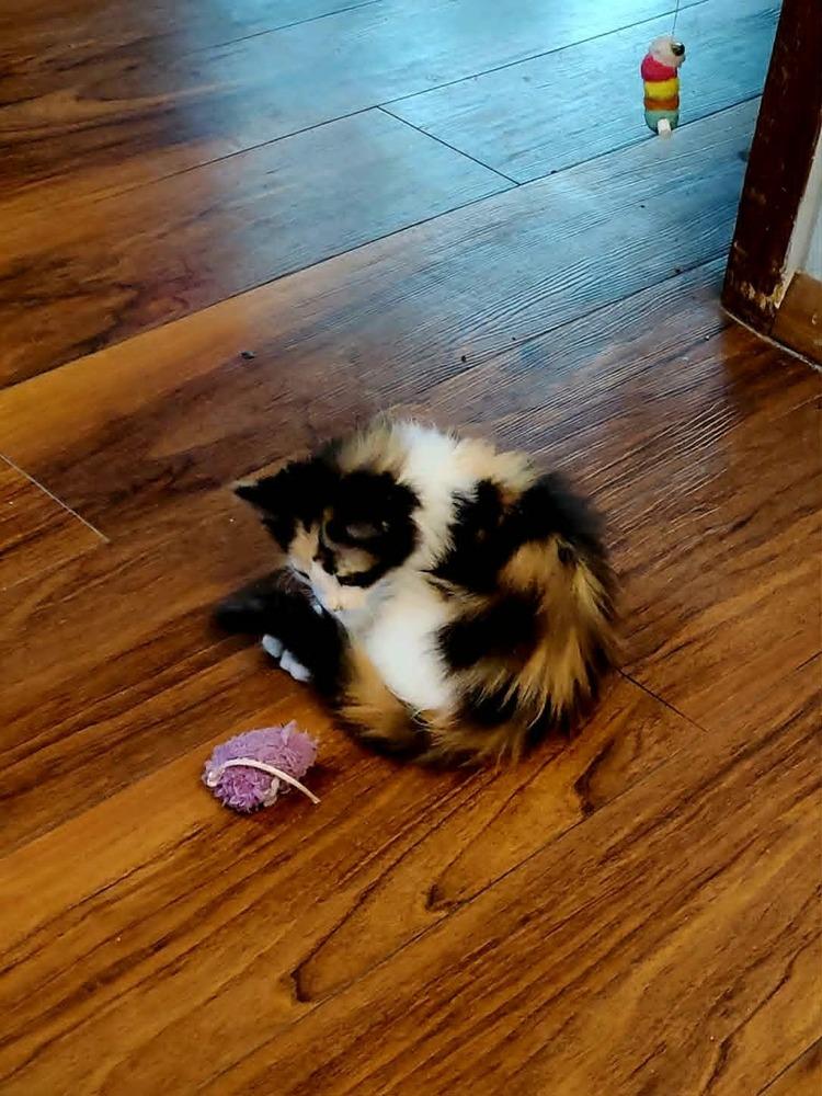 Captain, Adoptable, Kitten Female Domestic Long Hair.