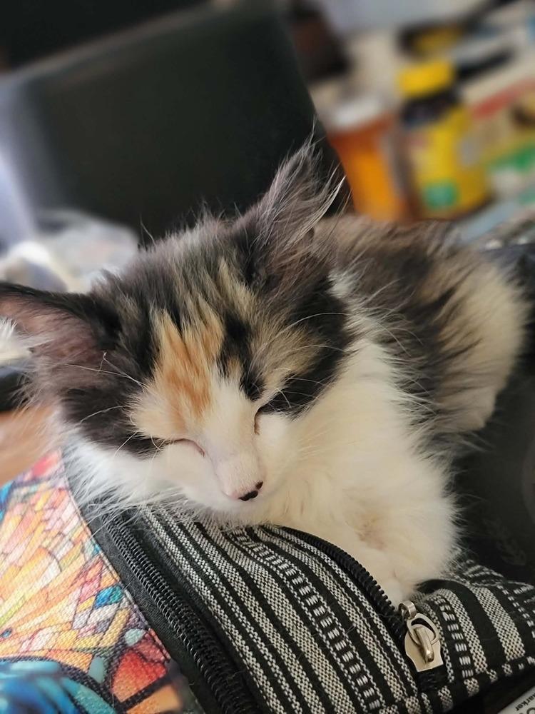 Enlarge Captain, a Adoptable Domestic Long Hair in Emporia, KS image 2/6