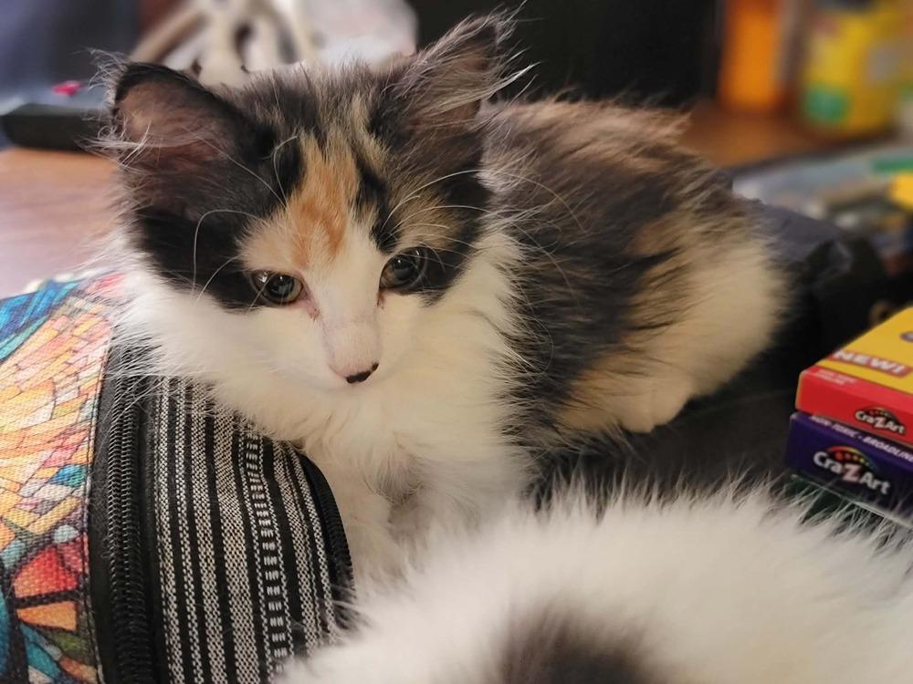 Enlarge Captain, a Adoptable Domestic Long Hair in Emporia, KS image 3/6