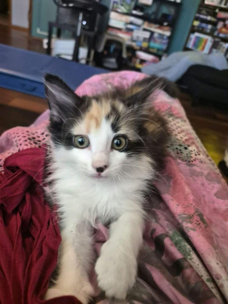 Enlarge Captain, a Adoptable Domestic Long Hair in Emporia, KS image 4/6