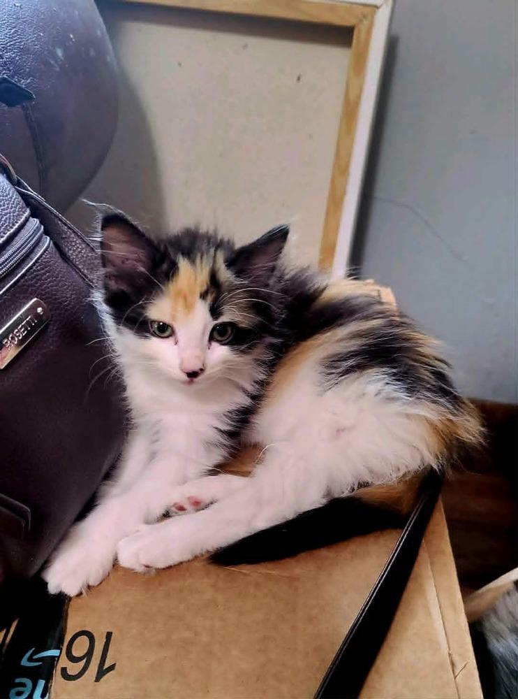 Enlarge Captain, a Adoptable Domestic Long Hair in Emporia, KS image 5/6