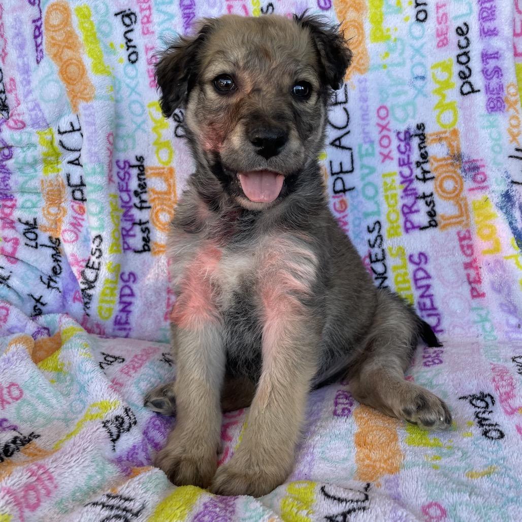 Arthur, Adoptable, Puppy Male Black Labrador Retriever & Mixed Breed.