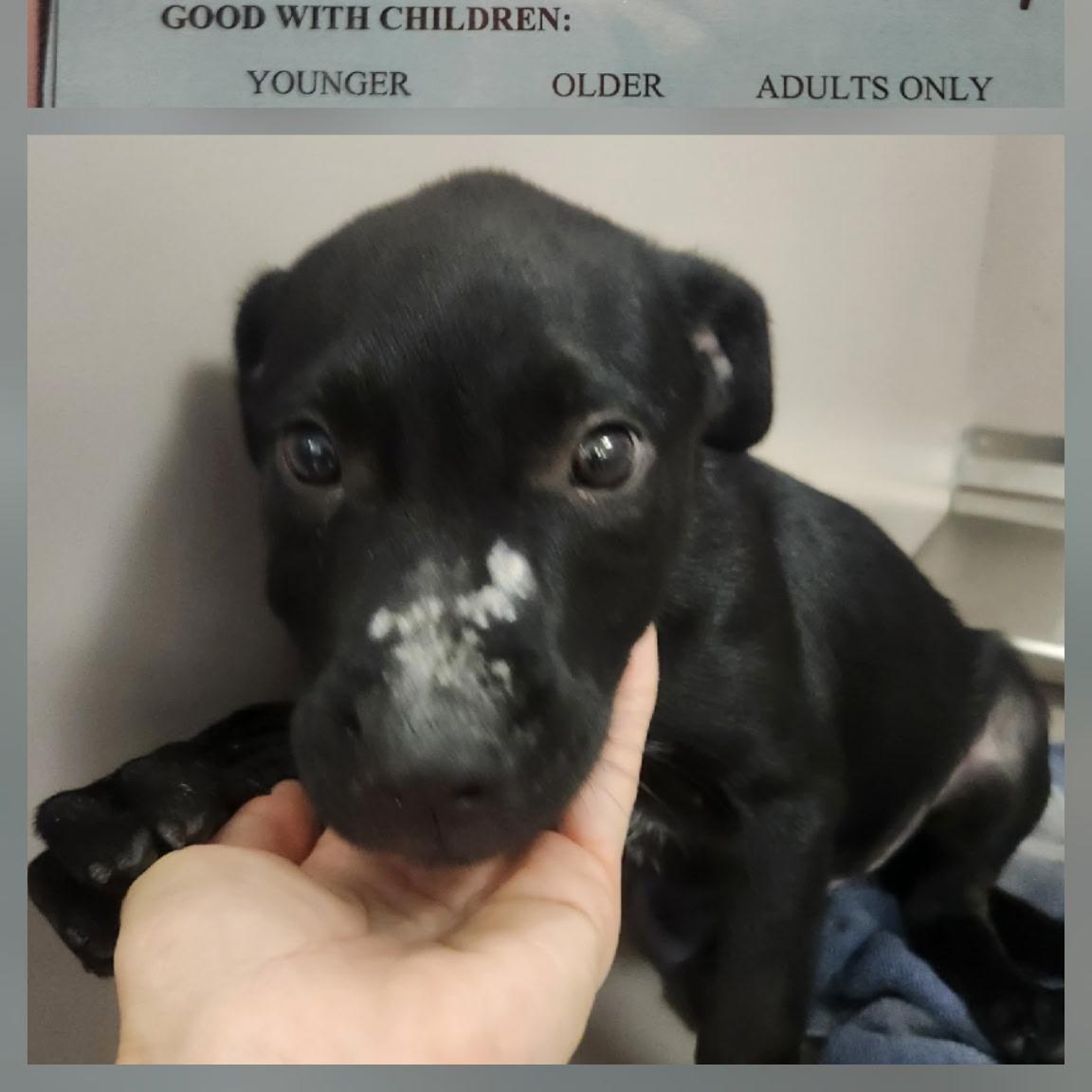 Comet, Adoptable, Puppy Male Australian Cattle Dog / Blue Heeler.