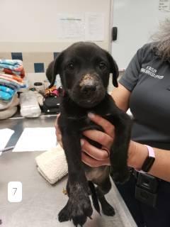 Enlarge Comet, a Adoptable mixed breed in Allen, TX image 2/2