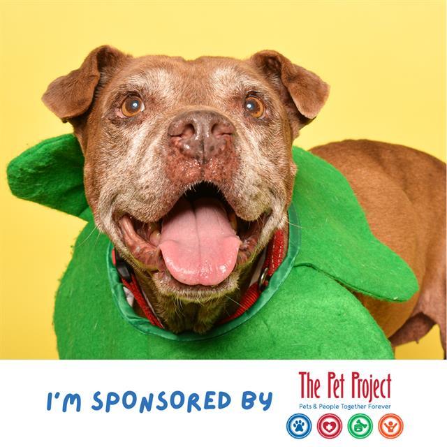 Enlarge PARIS, a Adoptable American Staffordshire Terrier in Fort Lauderdale, FL image 1/1